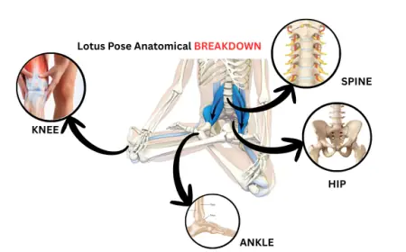 Lotus Pose Anatomy: Muscles at Work and Key Benefits in Yoga