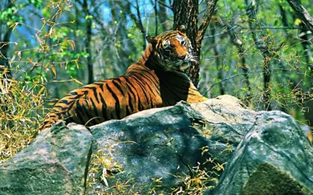 Explore Arunachal Pradesh Package Tour from Guwahati