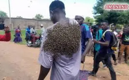 Hilarious Chaos! How a Swarm of Bees Turned on a Thief in Kitui