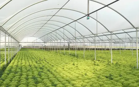 Top Benefits of Using a 4-Year Greenhouse Cover