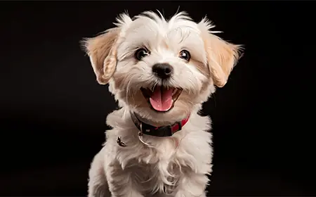 Wise Pet 寵物用品店 – 您的香港寵物店首選