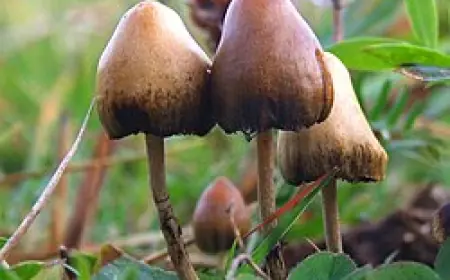 Buy Psychedelic Mushroom Online – Safe, Discreet & Trusted Sources