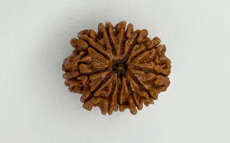 Natural 12-Mukhi Nepali Rudraksha – Leadership, Vitality & Clarity