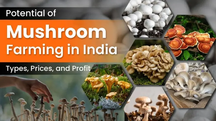 Check out the Varieties of Mushrooms and Cultivation in India