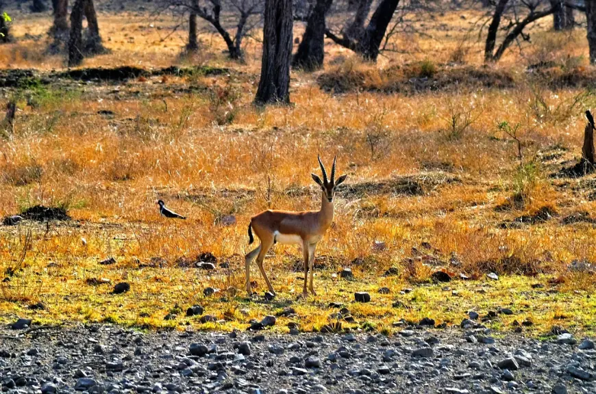 Exciting Ranthambore Tour for Thrilling Wildlife Adventures