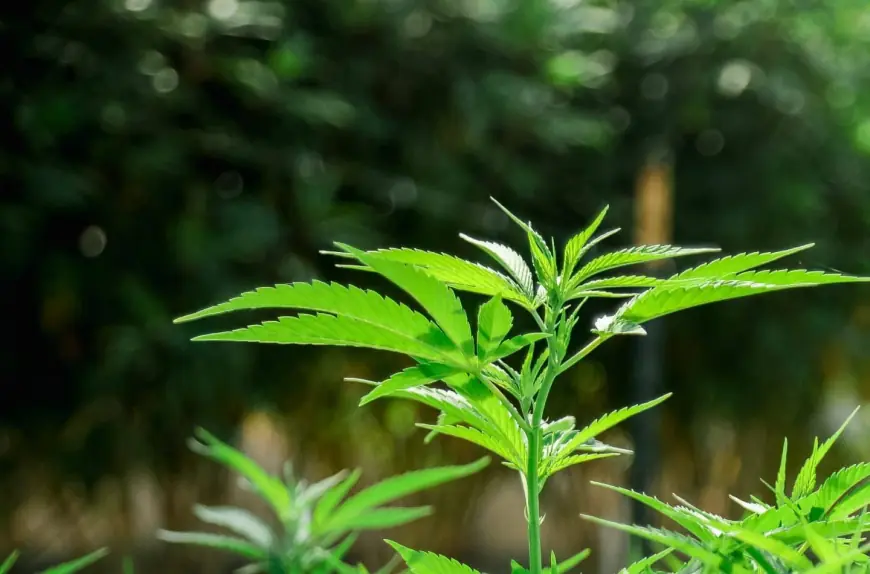 Smart Solutions with Used Cannabis & Extraction Equipment