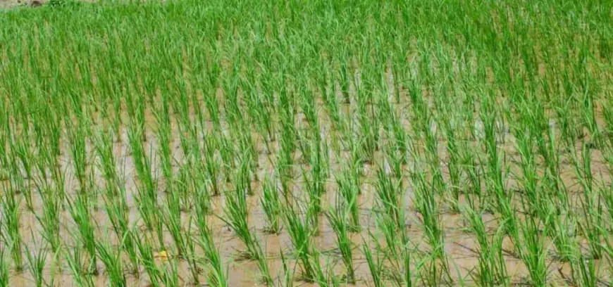 Boosting Farm Efficiency with Smart Agricultural Inputs and Practices