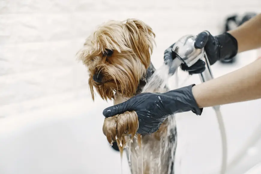 Chewbarka Grooming Delivers Stress-Free Mobile Dog Grooming Across Fort Worth