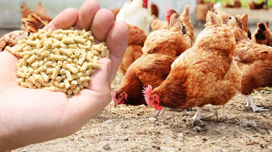 Detailed Report on Poultry Feed Manufacturing Plant Setup Cost 2025: Layout and Raw Material