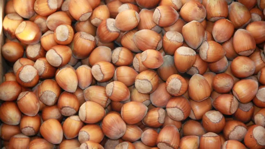 Hazelnut Market to Reach US$ 19.15 Billion by 2033, Driven