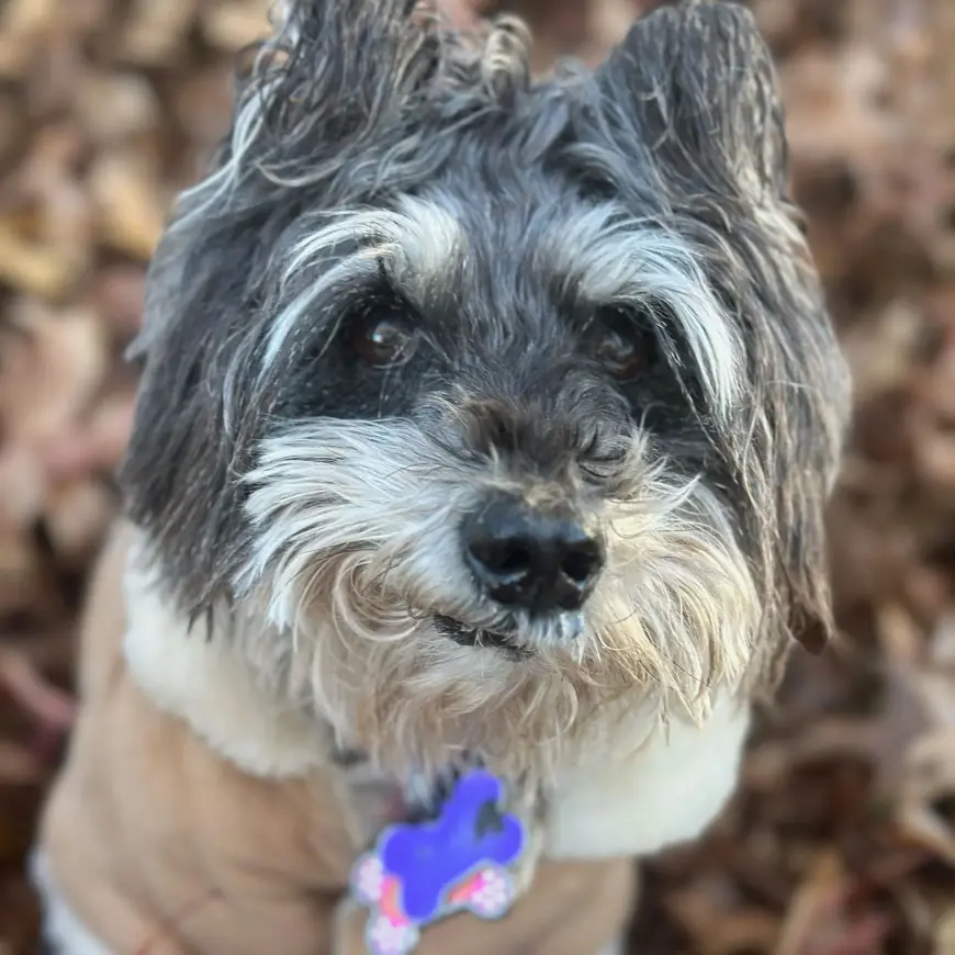 How Do Vets Diagnose and Treat Arthritis in Aging Dogs?