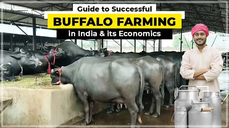 Discover how to Start Buffalo Farming and its Various Breeds in India