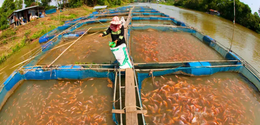 South Korea Fish Farming Market Share, Growth, Size & Forecast 2025-2033