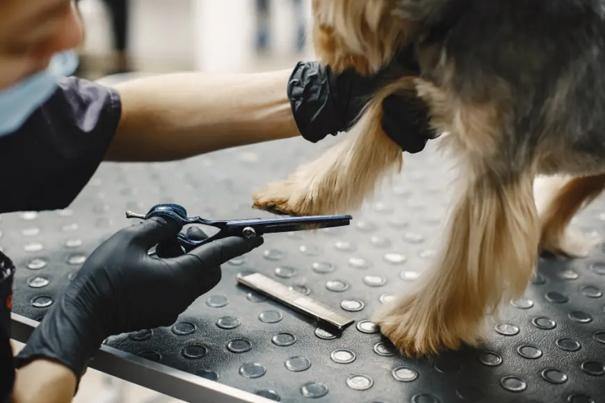 How All Dogs Rock Ensures Stress-Free Pet Grooming in West Palm Beach, FL