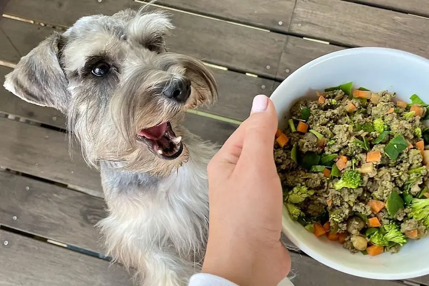 Crecimiento, participación y pronóstico del mercado latinoamericano de alimentos para mascotas (2025-2033)