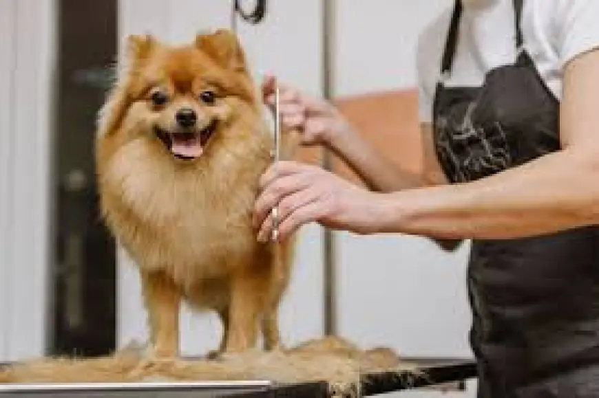 How Regular Grooming Improves Your Dog’s Health and Behavior