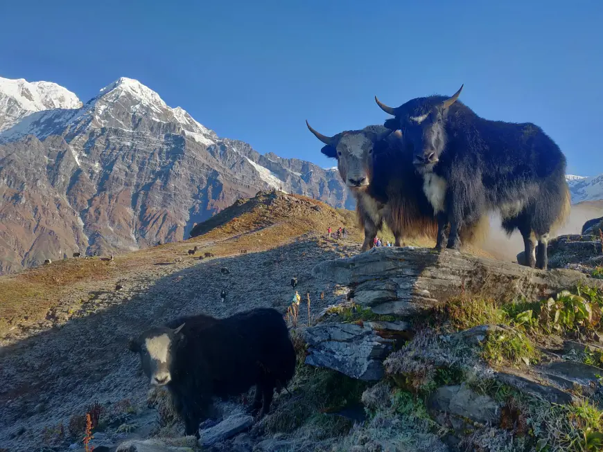 From ‘I Can’t’ to ‘I’m Here’: How Mardi Himal Trek Turns Doubters Into Doers