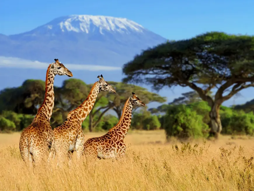 Why African Safaris and Tours Are Perfect for Honeymooners