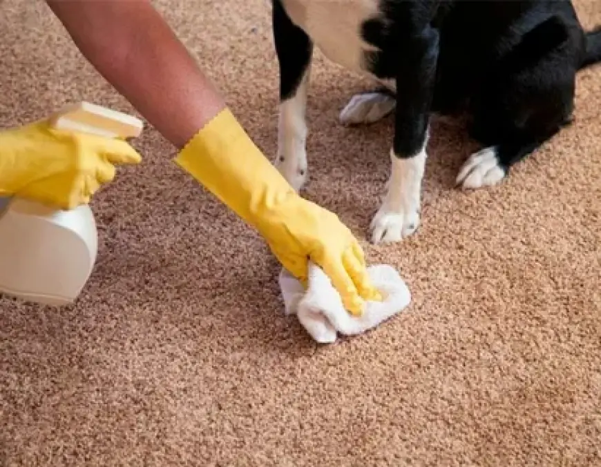 Urgent Pet Stain Removal in Mesa AZ: Save Carpets Before Odors Set!