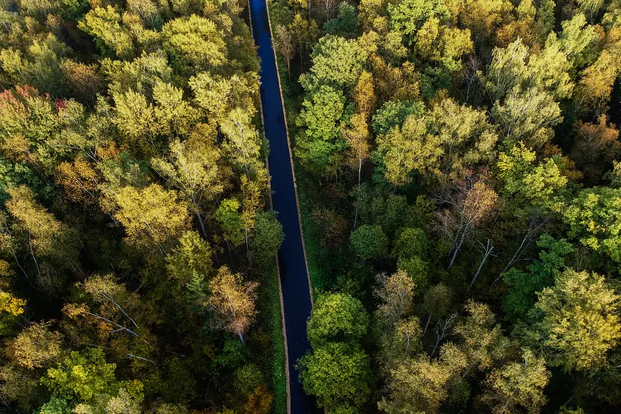 Professional Tree Care Solutions: Why Trimming, Pruning, Removal, and Stump Removal Matter