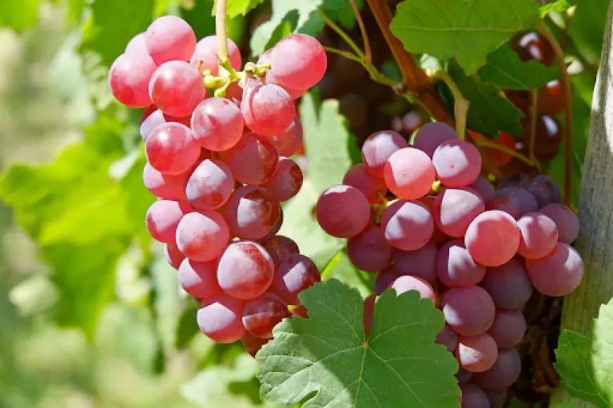 A Seasonal Care Calendar for Maintaining Thriving Fruit Trees