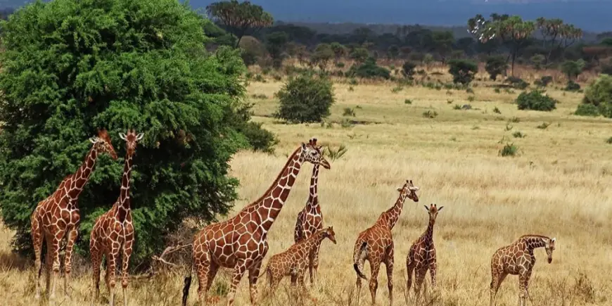 Venture Africa Budget Safaris – Best Of Kenya & Masai Mara Multi-Day Adventures at Affordable Prices
