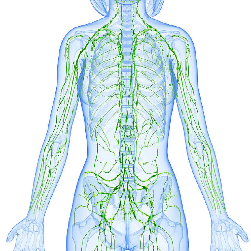 How Proper Lymphatic System Care Boosts Your Immunity?
