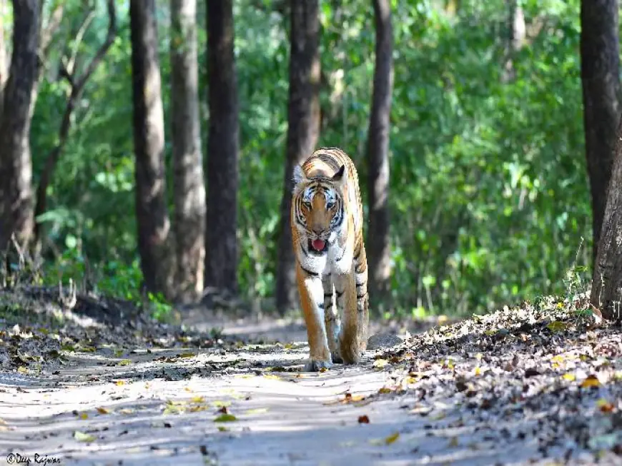 Why a Jeep Safari in Jim Corbett is the Best Way to Explore the Wild