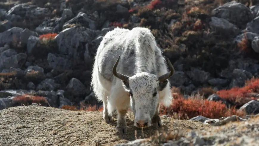 Don’t Wait! Why Langtang Valley Trek Should Be on Your Bucket List This Year