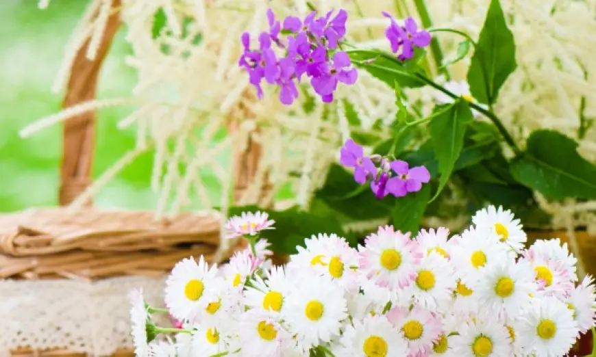 Cut Flowers Market Size, Share, Demand, Forecast (2025 – 2033)