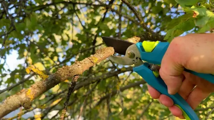 Technical & Emergency Tree Removal: Expert Solutions for Critical Tree Hazards