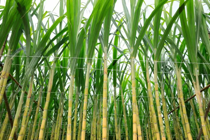 How to Do Sugarcane Farming in India from Start to Finish