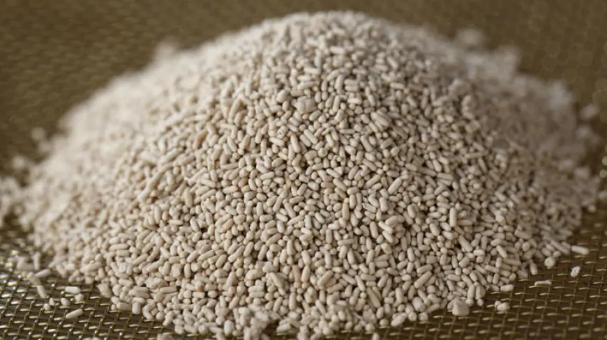 Dry Yeast Market Opportunities Unlocking Future Potential in Functional Foods and Fermentation Industries