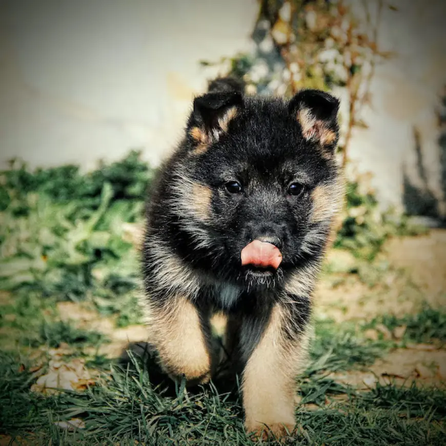 SmithFarms German Shepherds Proudly Offers Top-Quality Male German Shepherd Puppy !