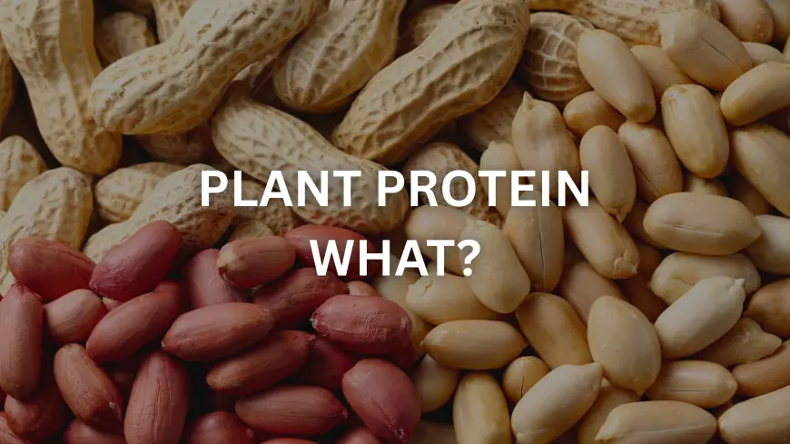 Why Plant Protein Powder is Taking Over Other Protein Powder Including Whey Protein