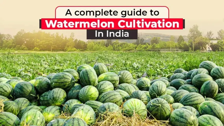 Explore the Various types of Watermelon Cultivation in India
