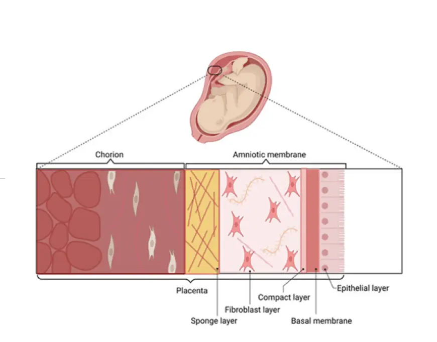 The Future of Regenerative Care: How Amniotic Allografts Are Transforming Wound Healing