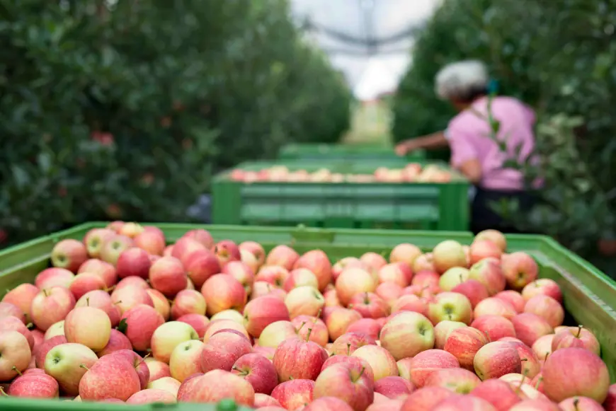 From Farm to Market: The Journey of Fresh Apple Importers