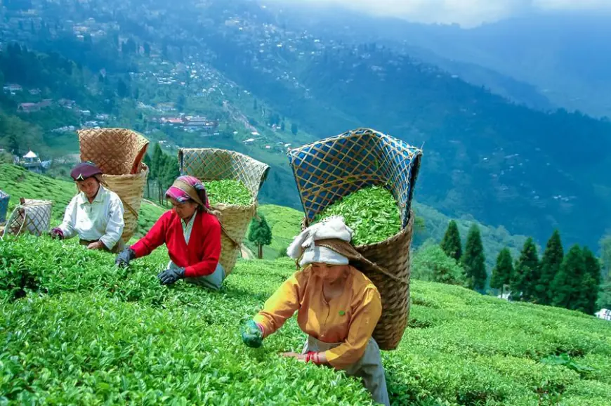 Sikkim Darjeeling Tour Package Itinerary: Top Spots You Can’t Miss