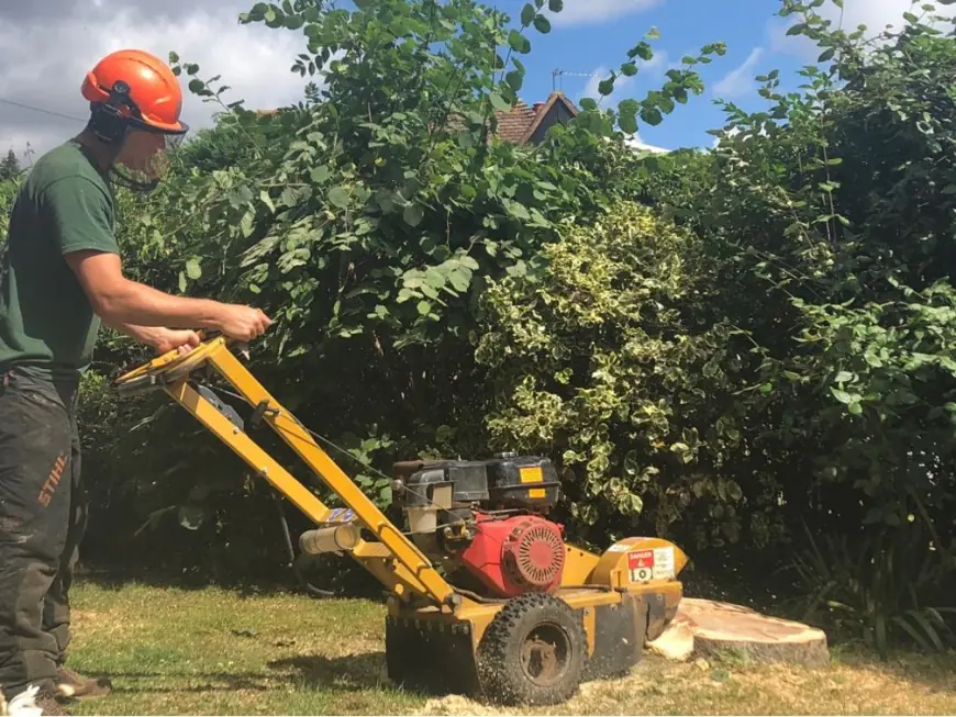 Clear Your Yard with Expert Tree and Stump Removal