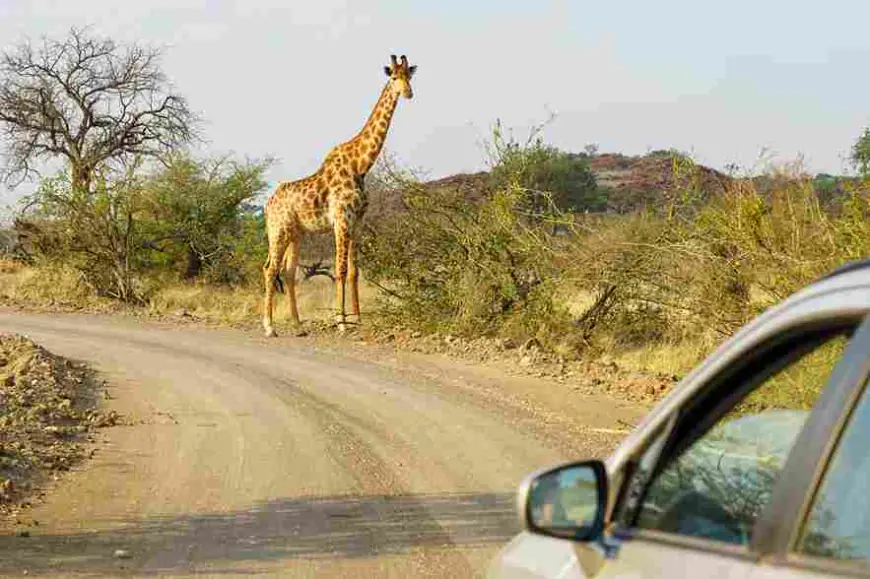 7 Affordable Safari Parks in Tanzania You Can’t Miss
