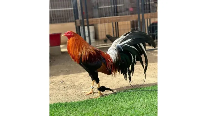 Premium Pure Sweater Gamefowl for Sale at Americans Gamefowl Farm