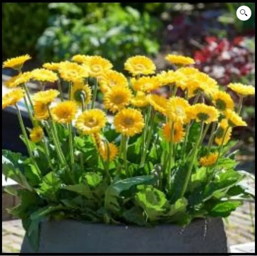 Join the Gerbera Craze: Trendy and Timeless Blooms for Every Gardener