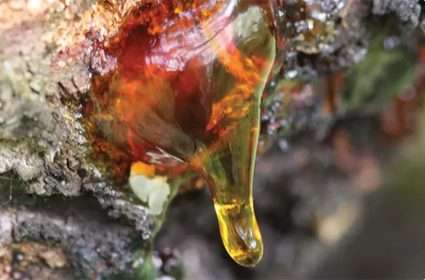 Resins Market: Trends, Growth Drivers, and Future Outlook