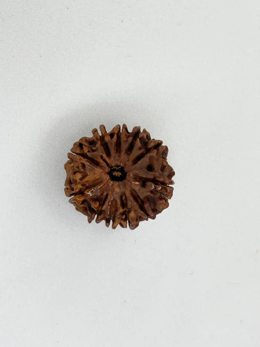 Authentic 10-Mukhi Nepali Rudraksha – Protection & Spiritual Clarity