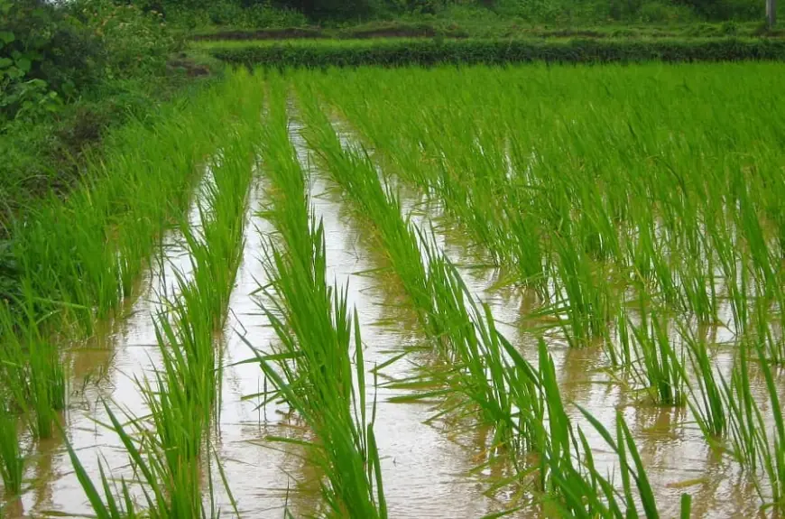 Understanding the Vital Importance of Agriculture in India