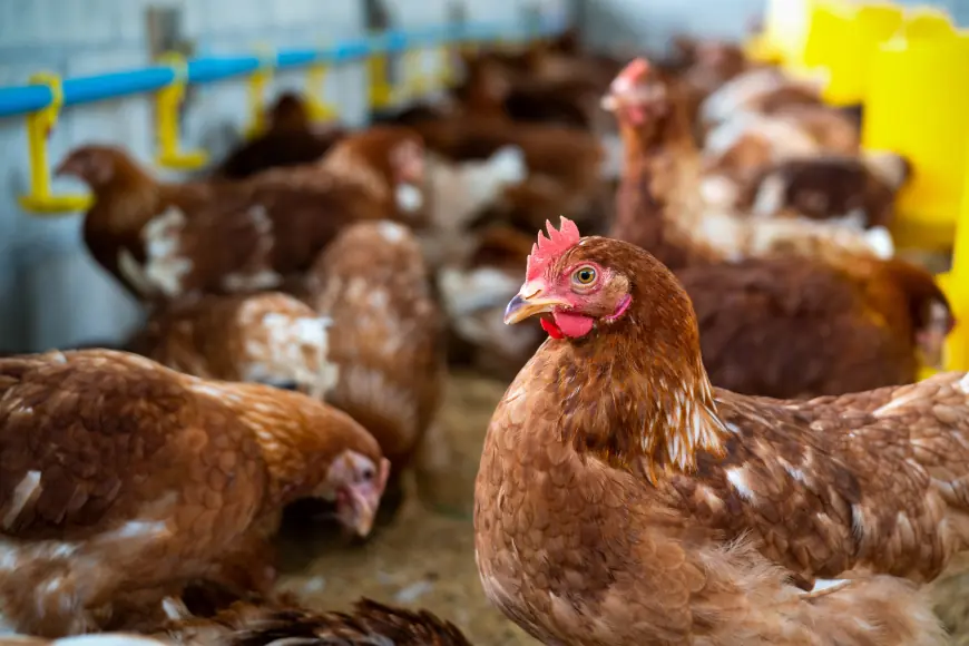 Vietnam Poultry Market Size, Share, Trends and Revenue Outlook 2025-2033