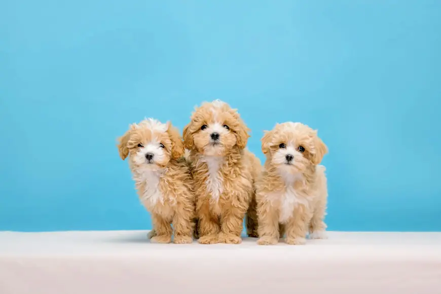 Maltipoo Breeder: Find Trusted and Reliable Maltipoo Breeders Near You