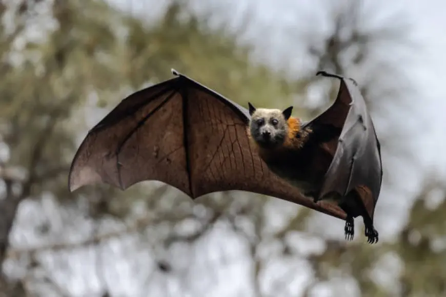 Wildlife Removal Professionals: Safe Michigan Bat Control