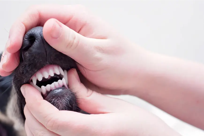 Puppy Teething Survival Guide: Tips Every Dog Owner Needs